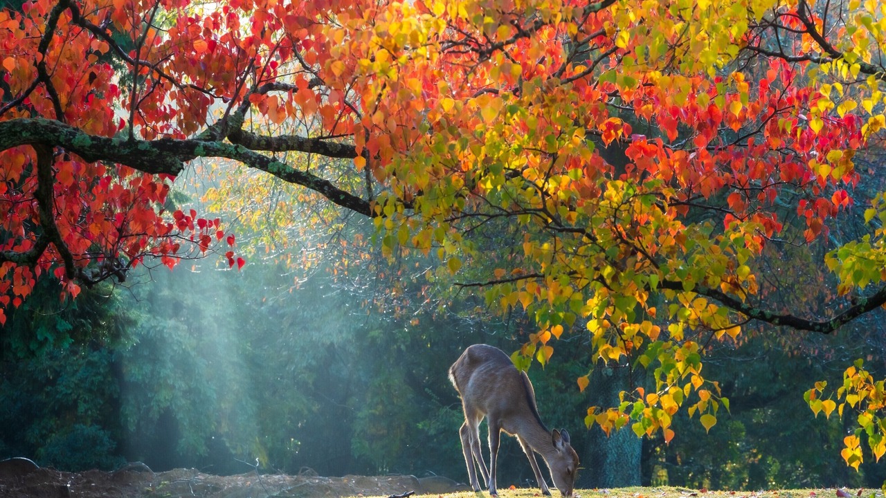 Photo of Others in Nara