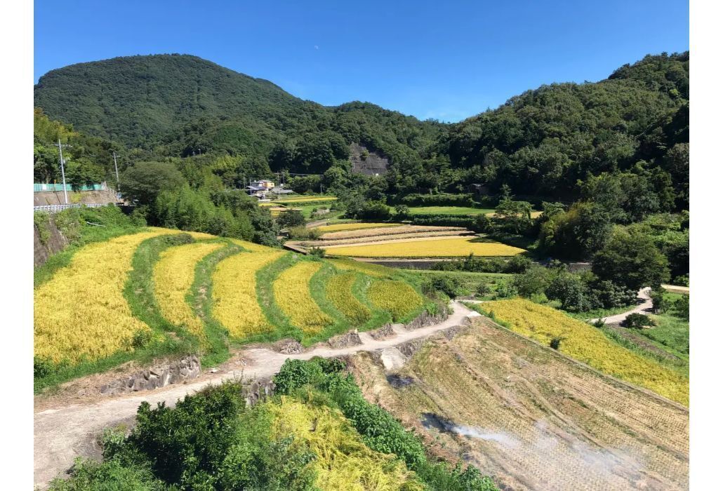 Photo of Others in Shodoshima