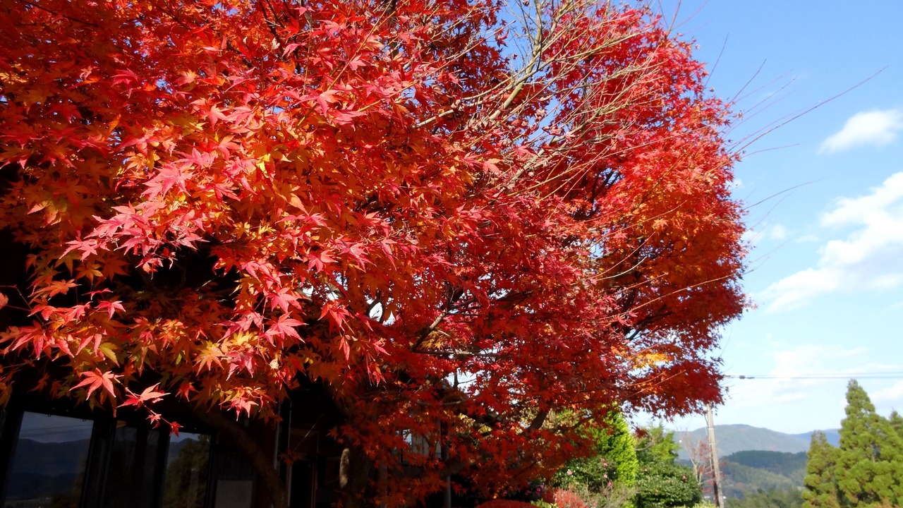 Photo of Outdoor in Yamaga