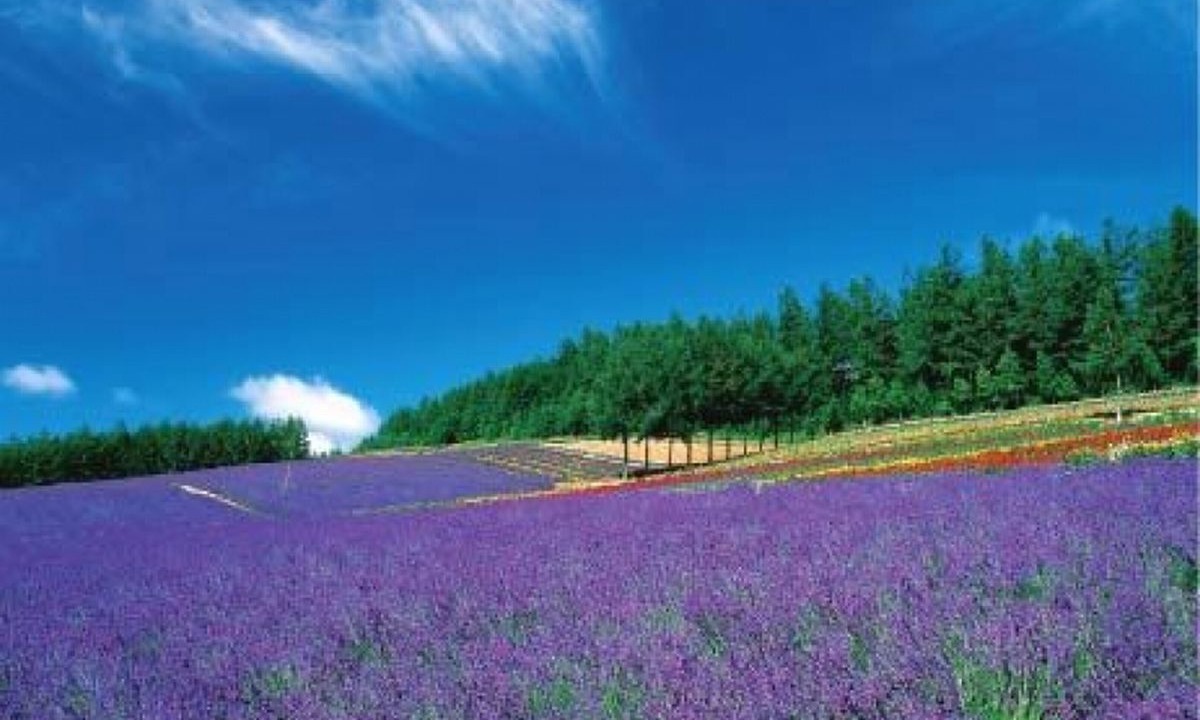 Photo of Others in Furano