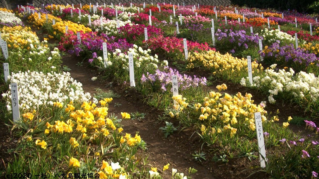 Photo of Outdoor in Hachijo