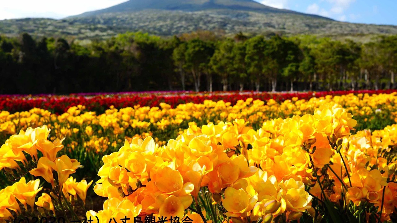 Photo of Outdoor in Hachijo