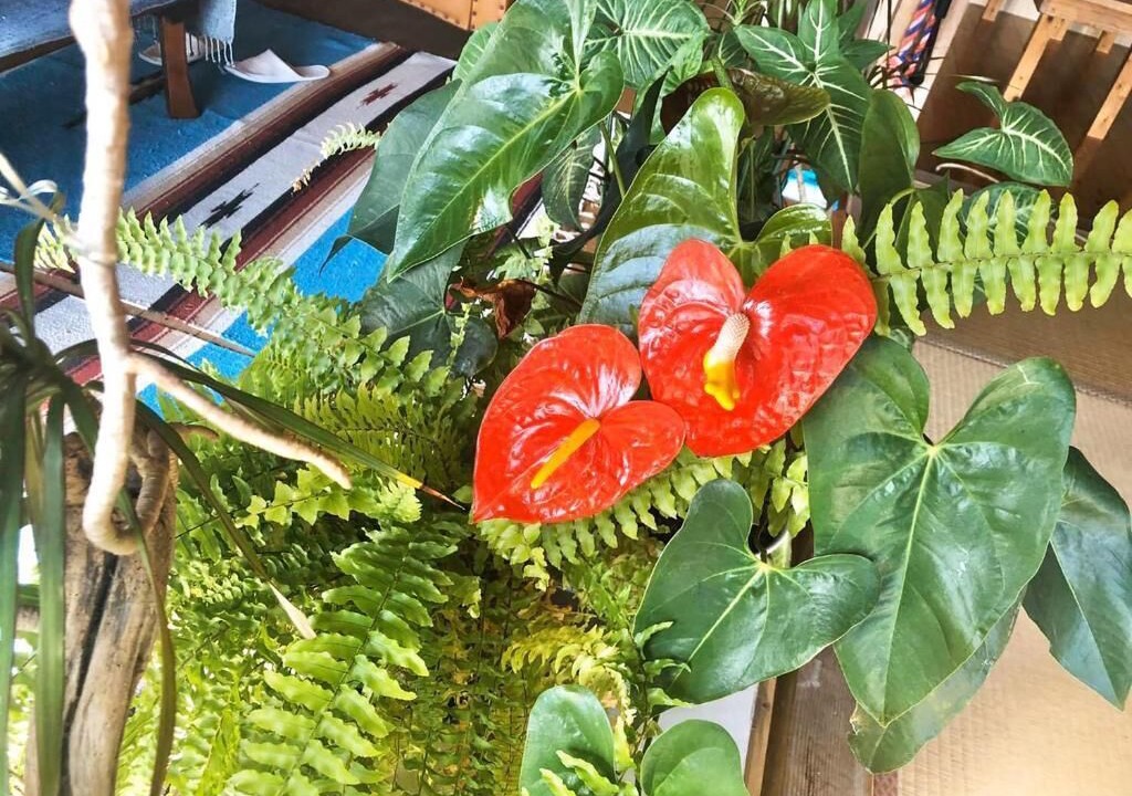 Photo of Outdoor in Hachijo