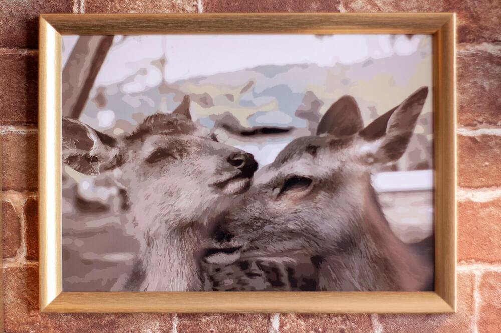 Photo of Others in Nara