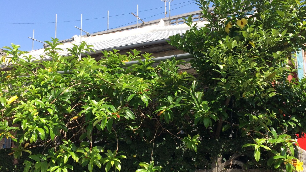 Photo of Outdoor in Kadena-cho