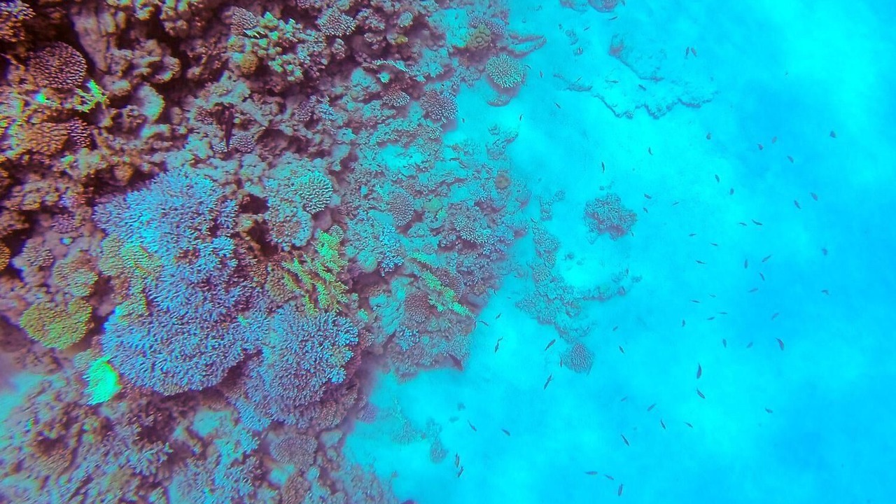 Photo of Others in Dahab