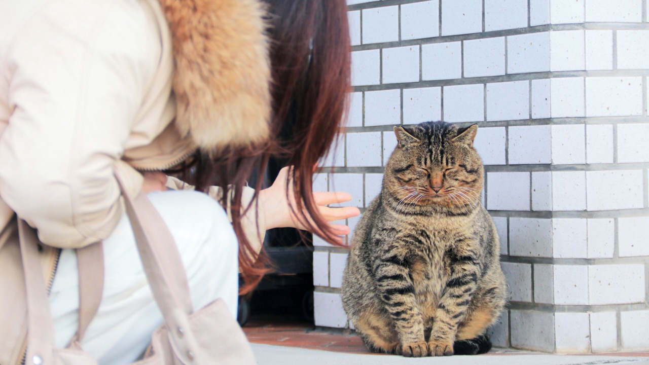 Photo of Others in Izumo