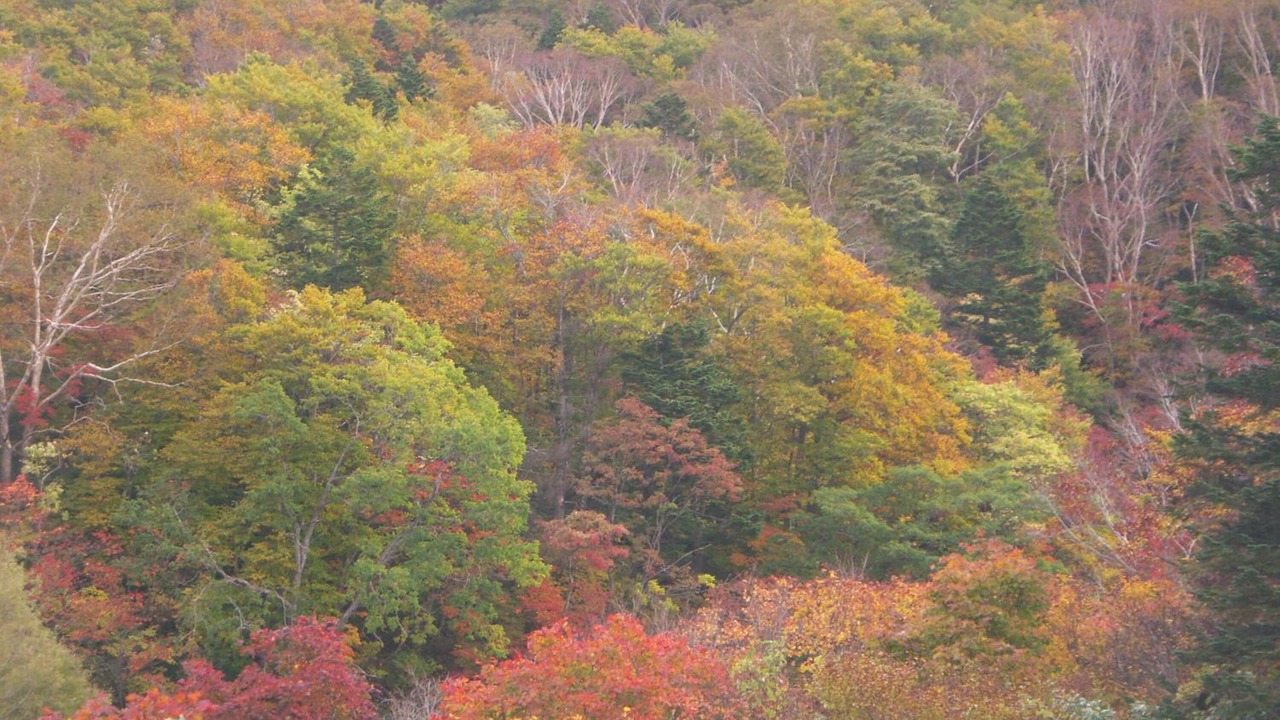 Photo of Outdoor in Zaoonsen