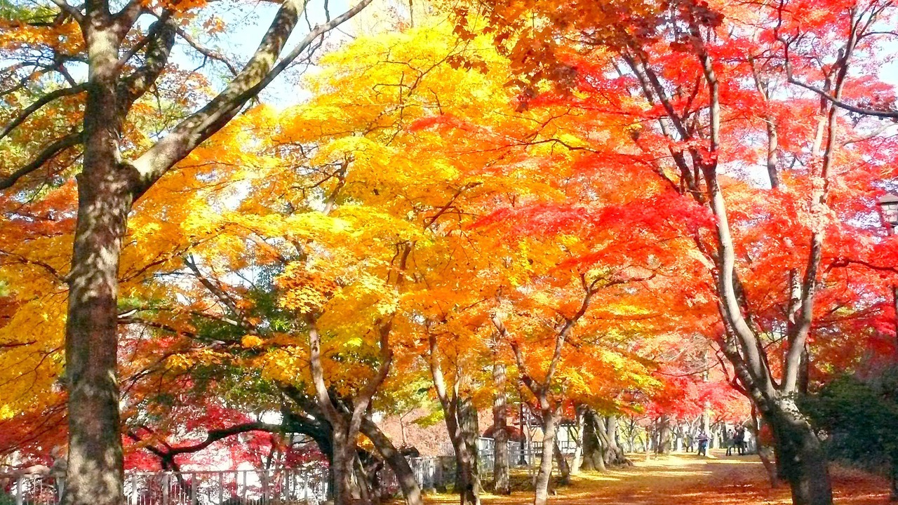 Photo of Others in Morioka
