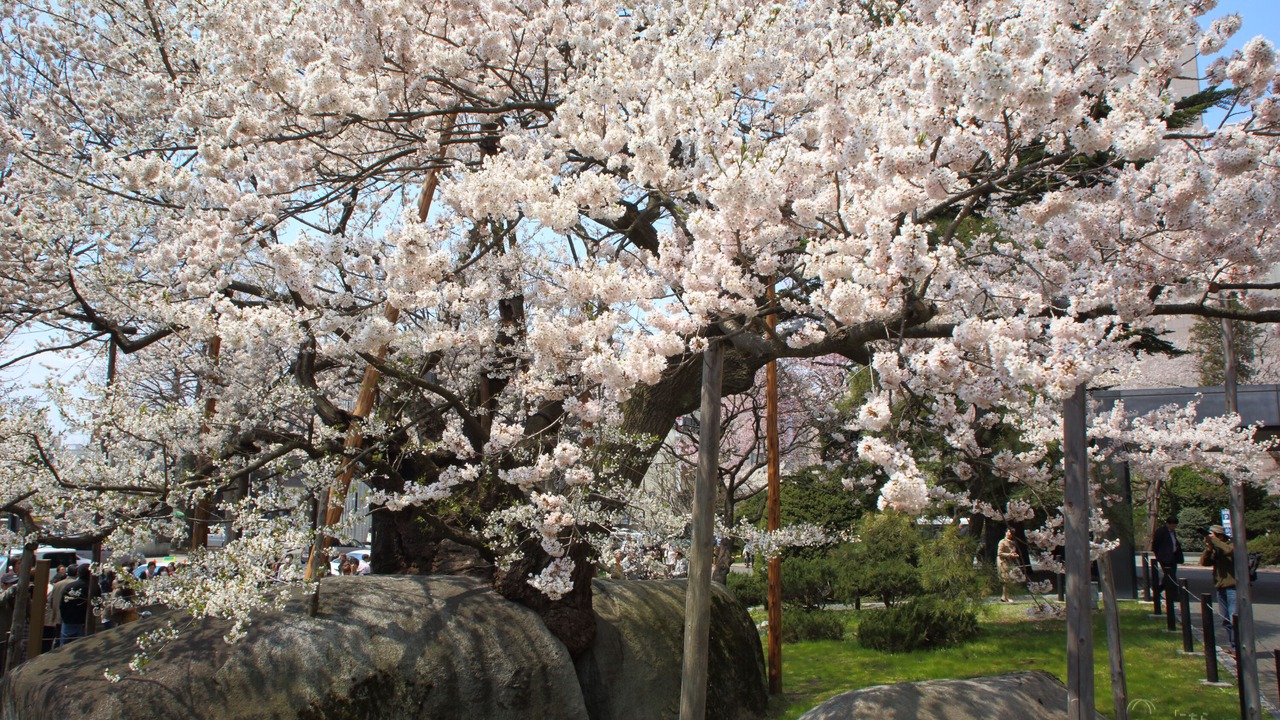 Photo of Others in Morioka