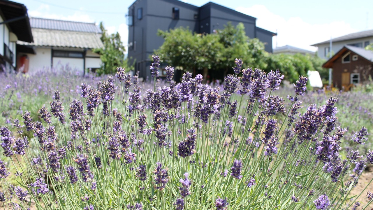 Photo of Outdoor in Matsumoto