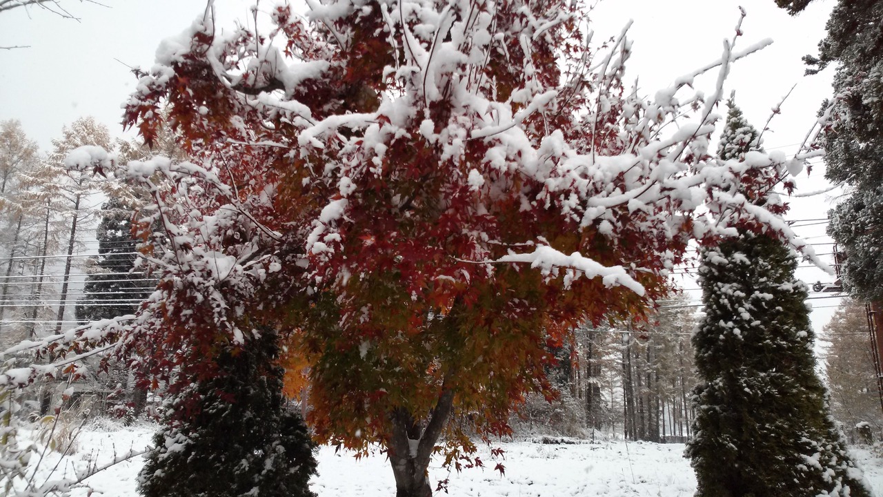 Photo of Outdoor in Hakuba
