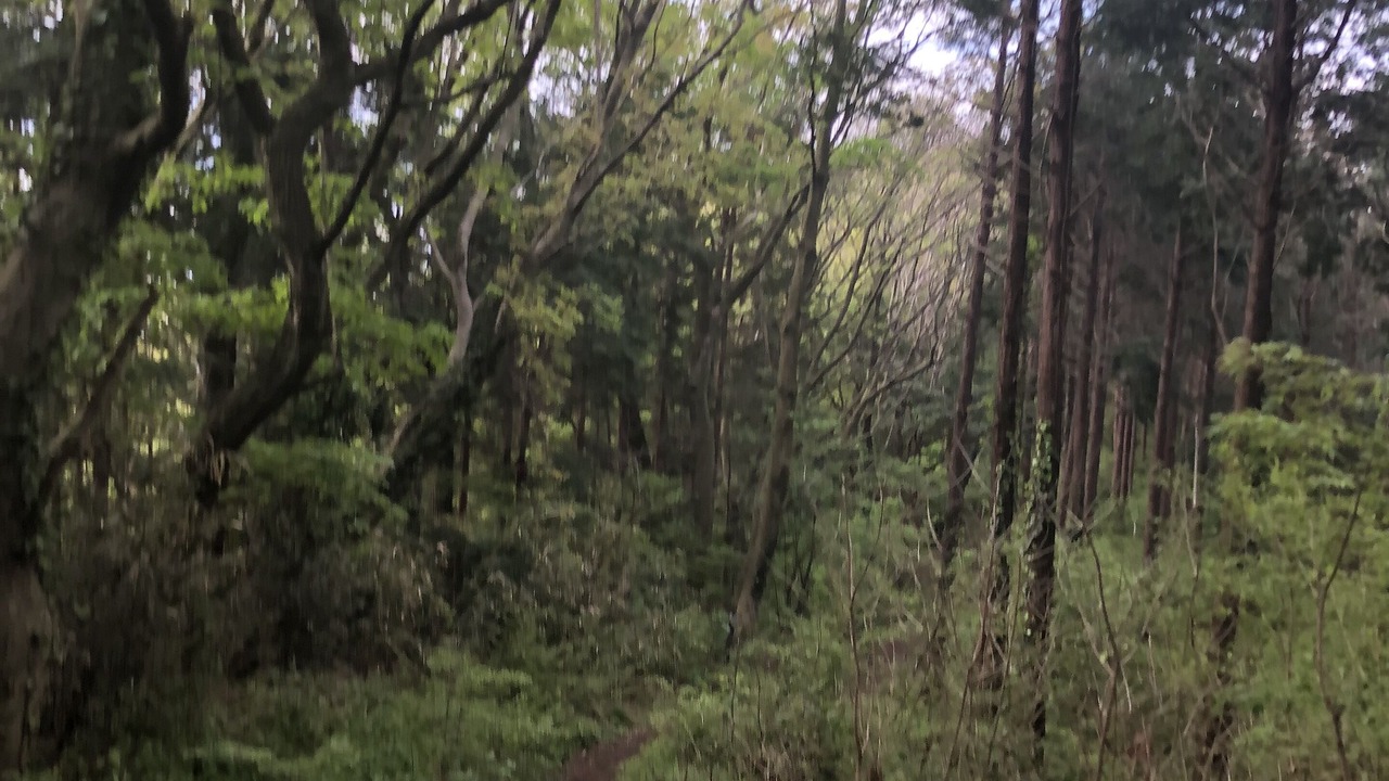 Photo of Outdoor in Isehara