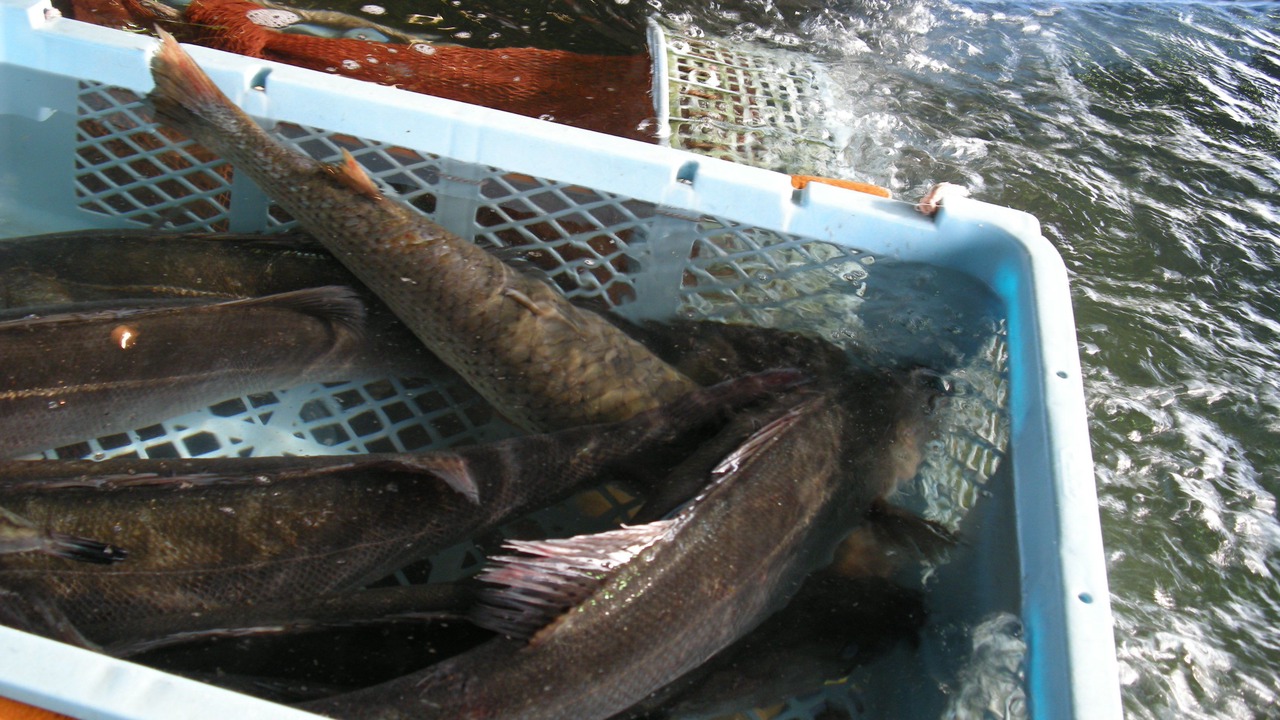Photo of Others in Minamichita