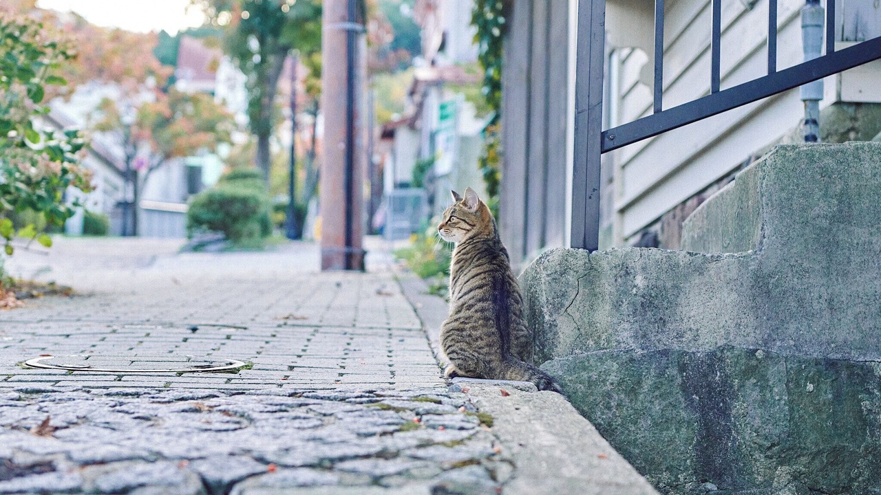 Photo of Others in Motomachi