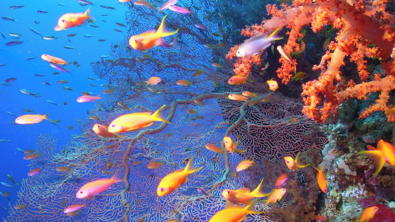 Photo of Others in El Gouna