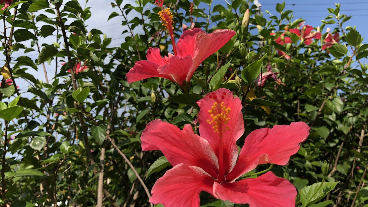 Photo of Outdoor in Ishigaki