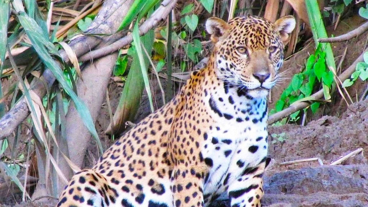 Photo of Outdoor in Inca