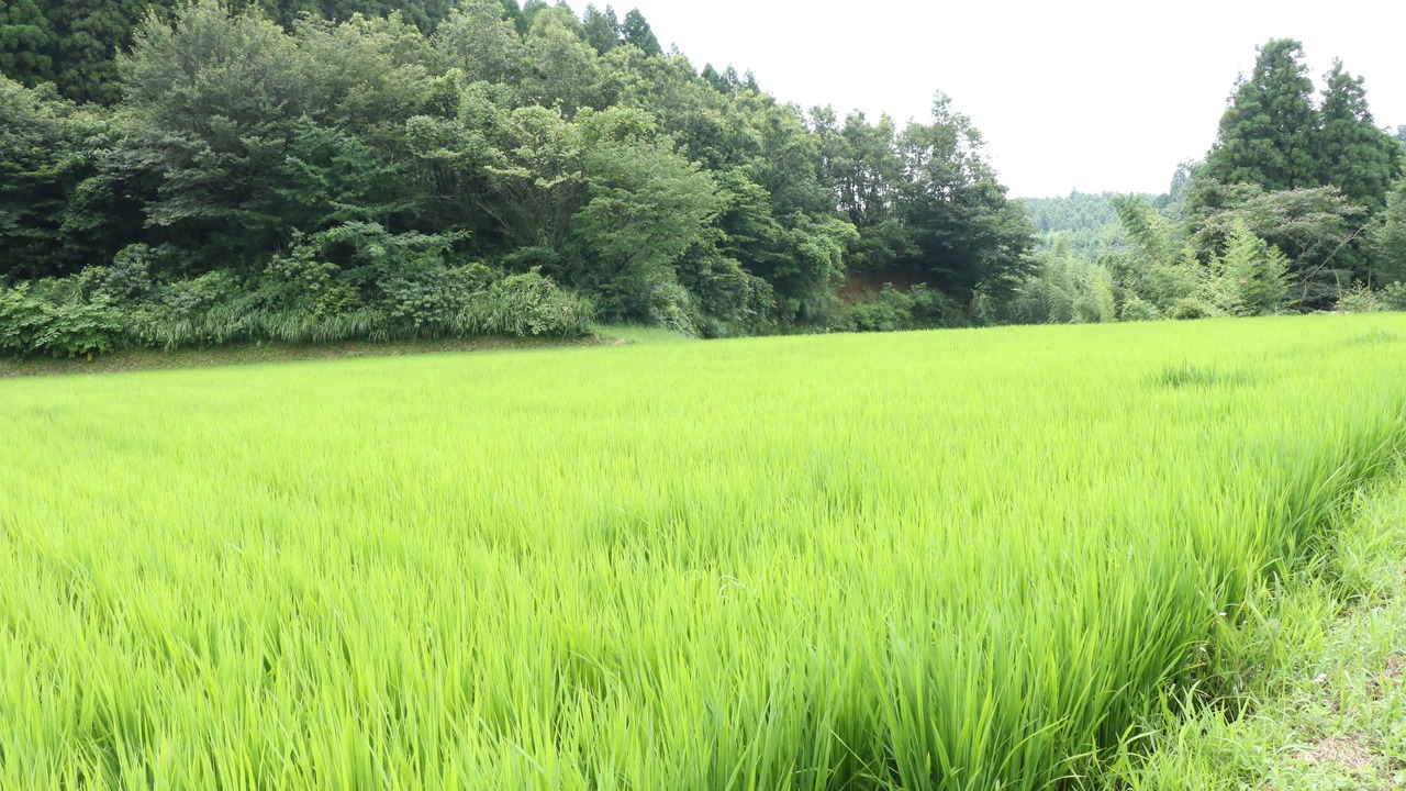 Photo of Outdoor in Taketa