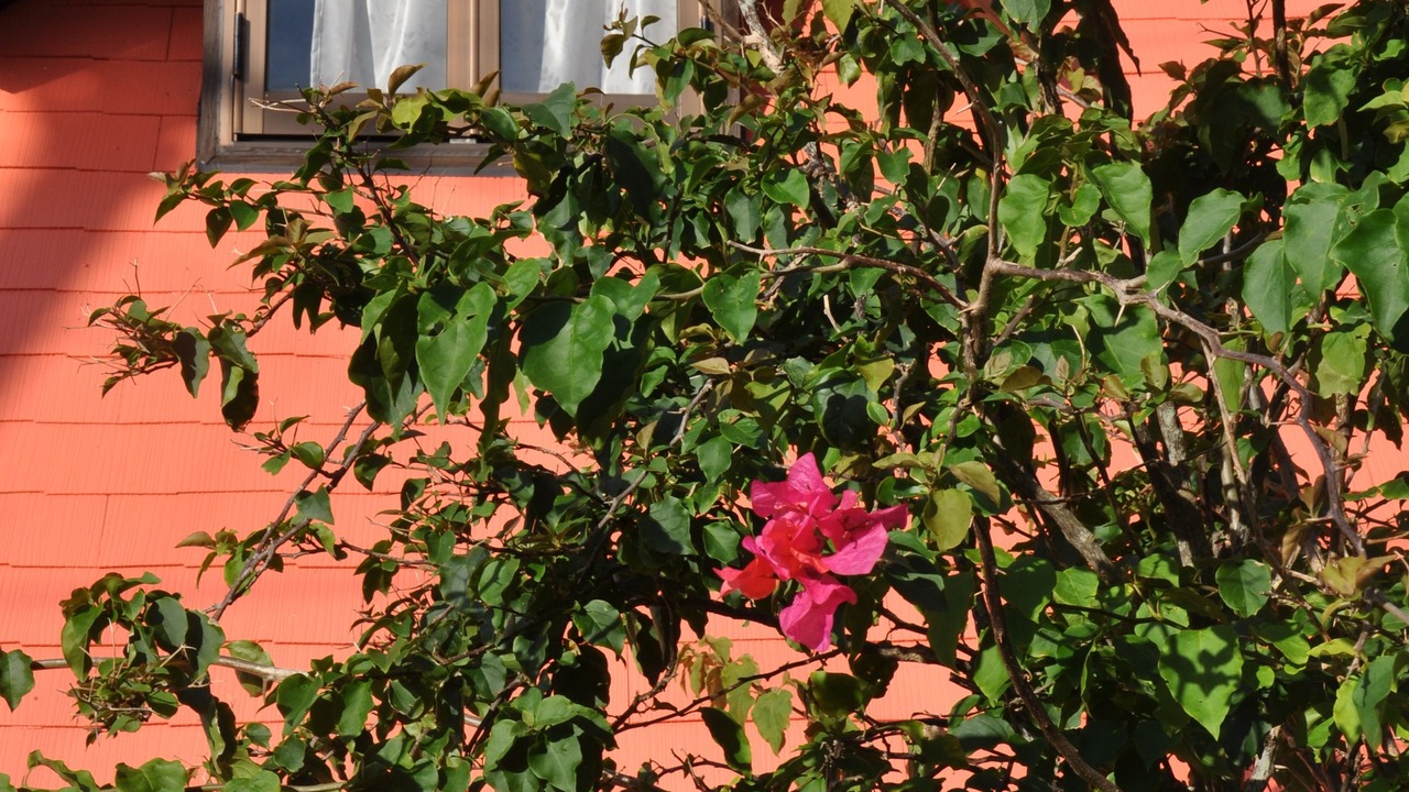 Photo of Outdoor in Nakama