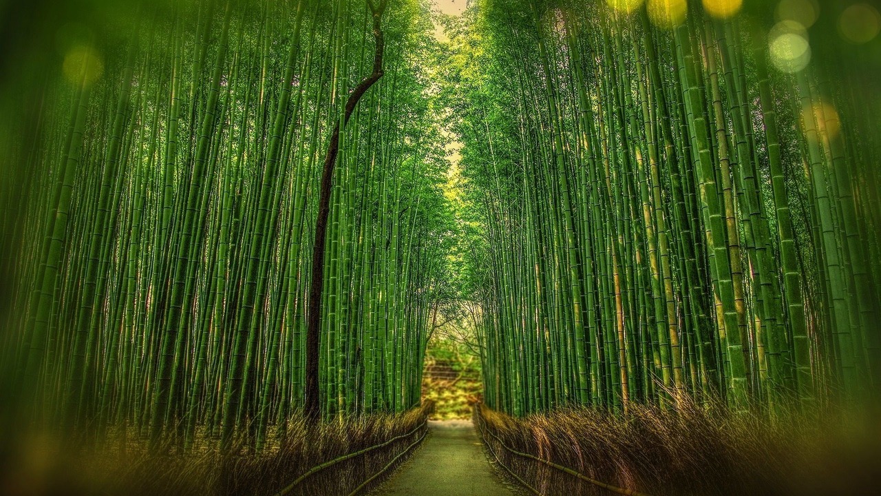 Photo of Others in Central Kyoto