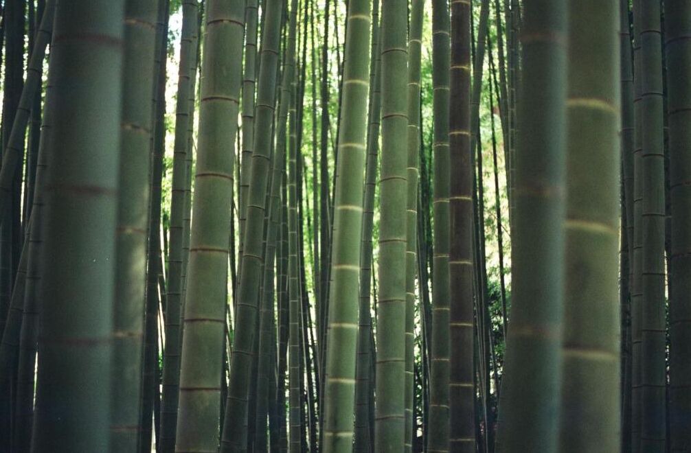 Photo of Others in Kamakura