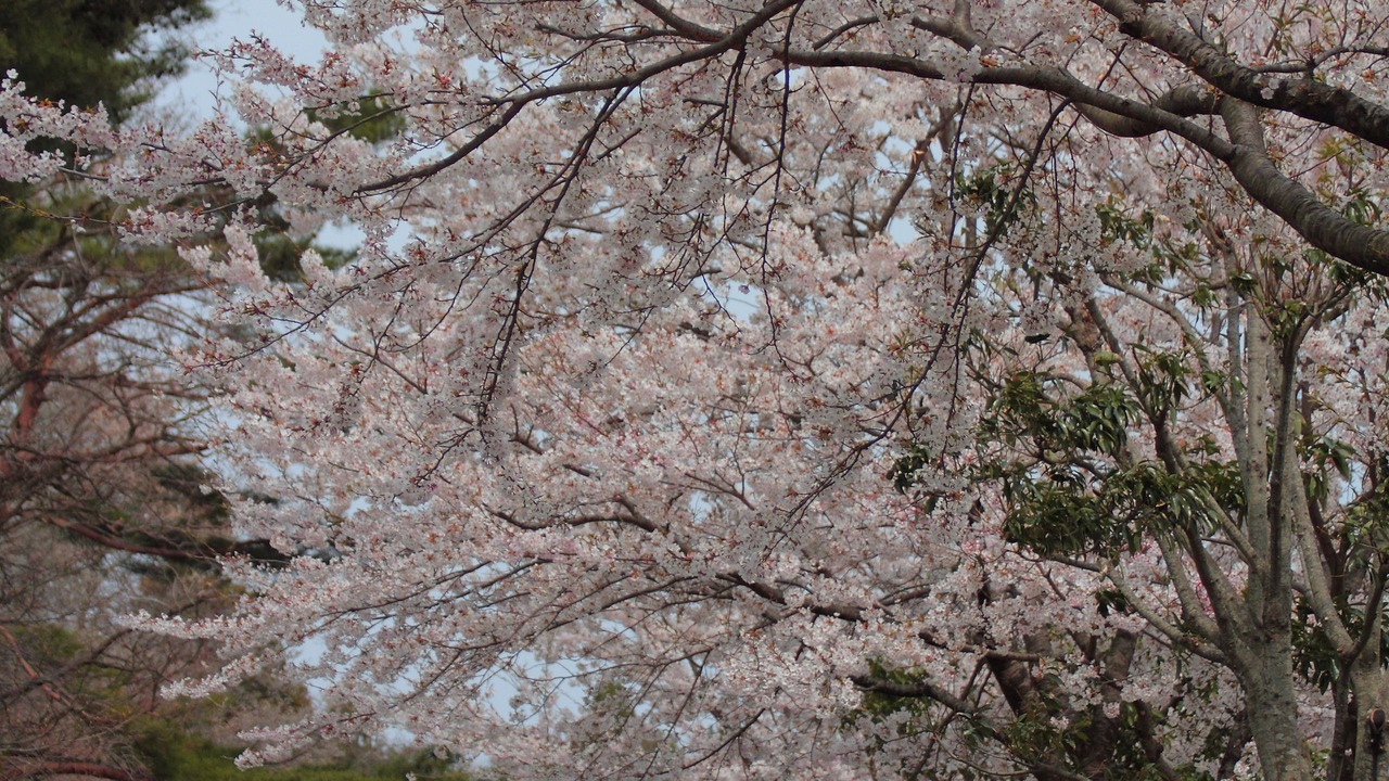 Photo of Others in Nasu