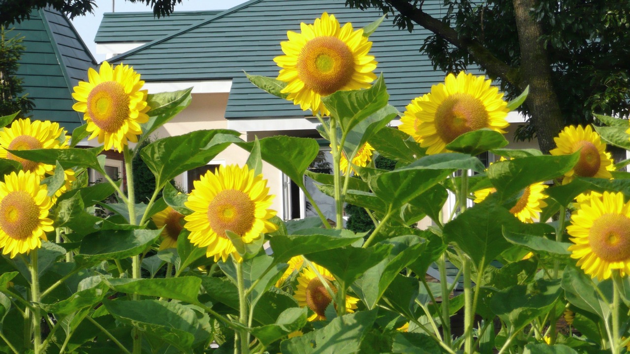 Photo of Outdoor in Nasu
