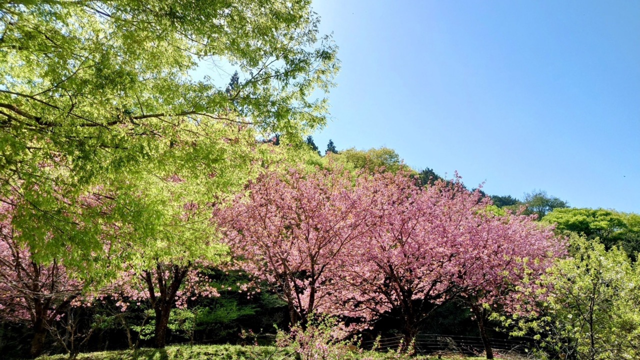 Photo of Others in Uenohara