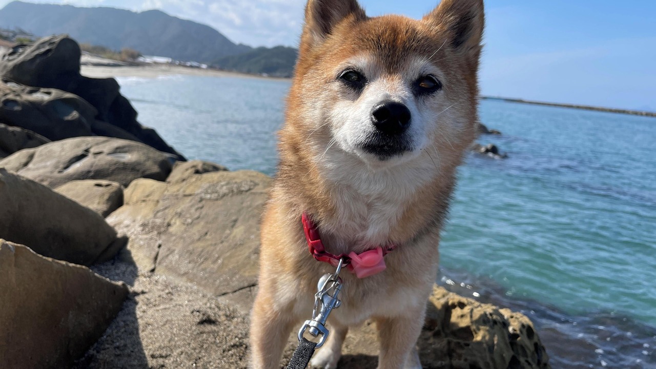 Photo of Others in Minami Oosumi