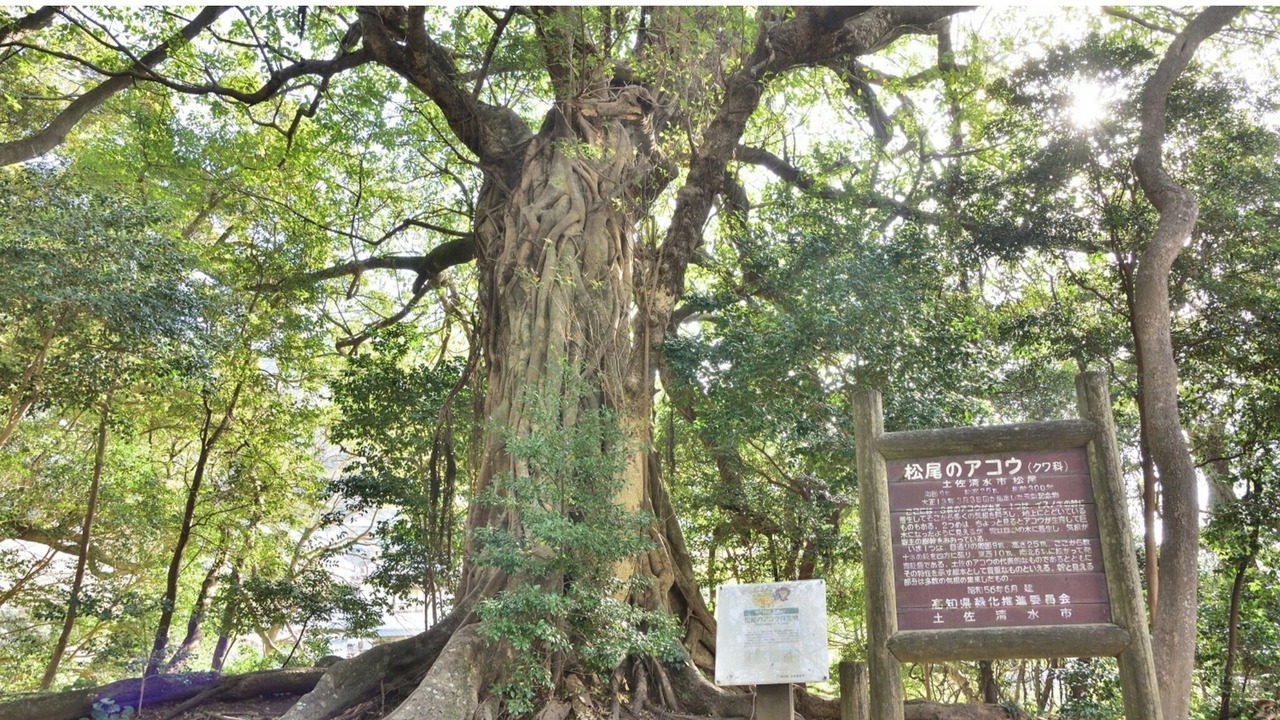 Photo of Others in Tosashimizu