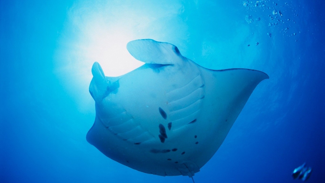 Photo of Others in Ishigaki