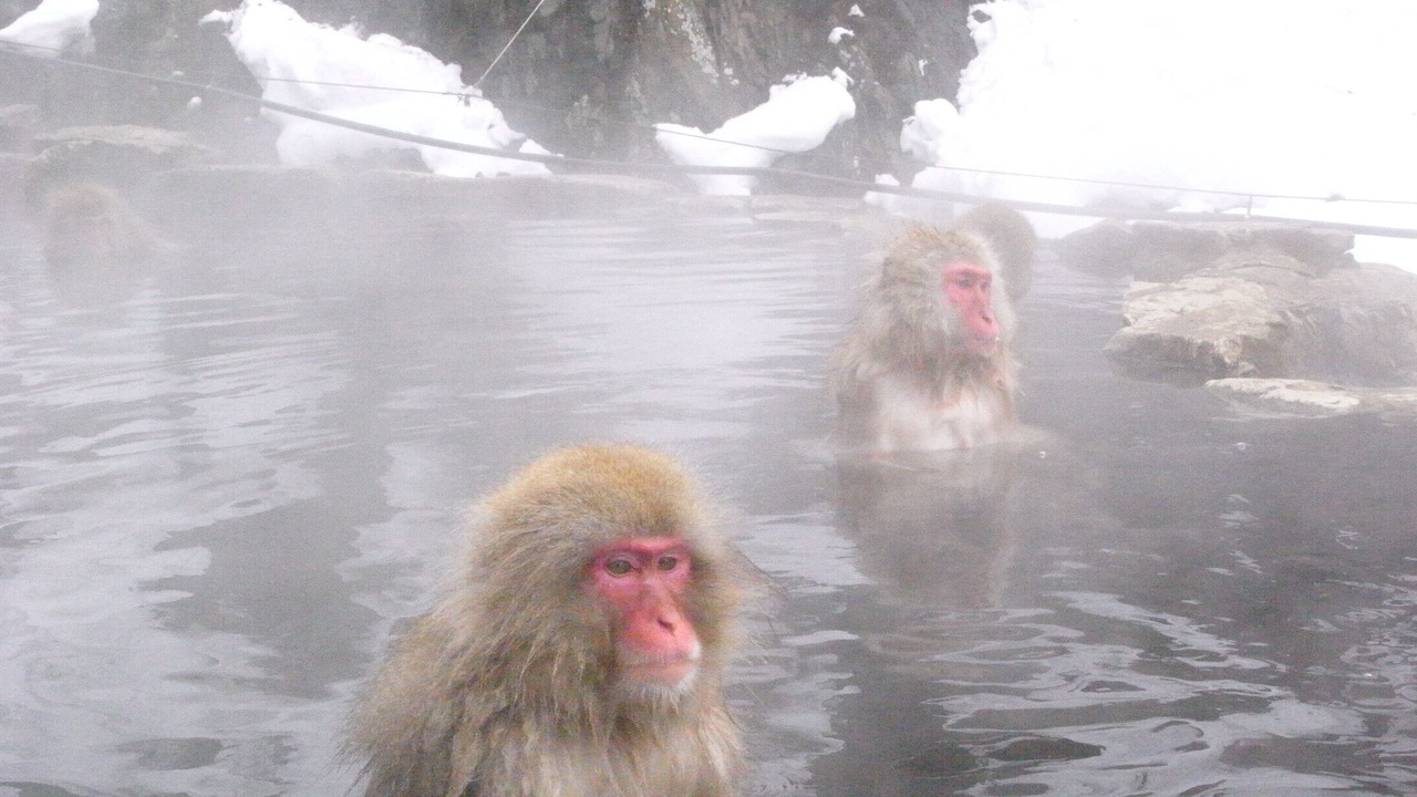 Photo of Others in Yudanaka Shibu Onsen