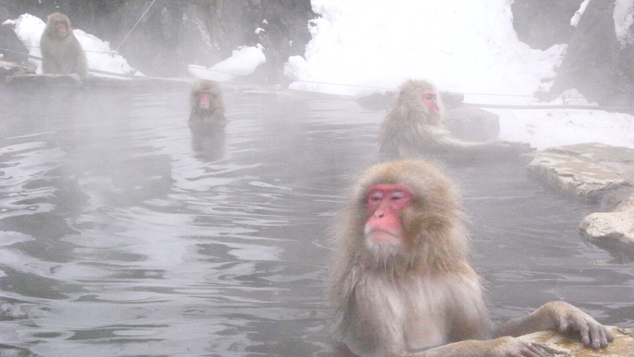 Photo of Others in Yudanaka Shibu Onsen