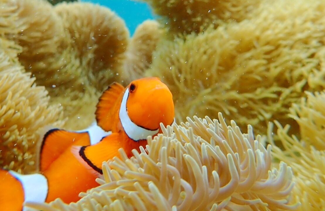 Photo of Others in Yonaguni