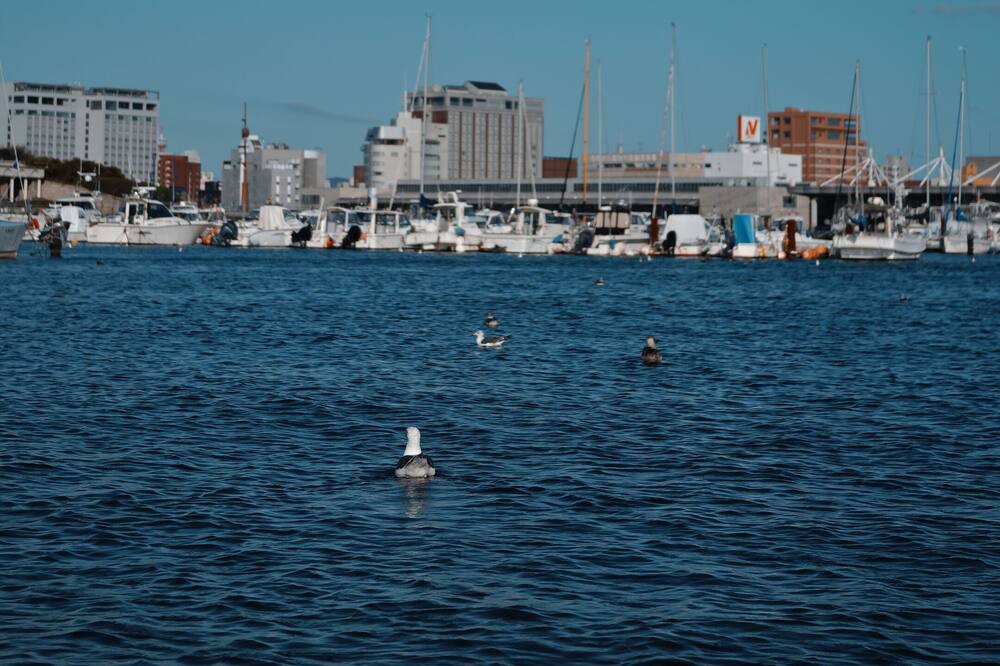 Photo of Others in Hakodate