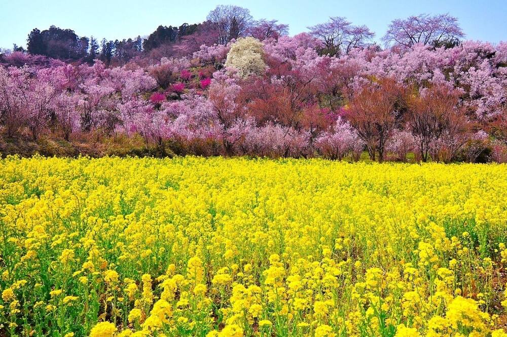 Photo of Others in Fukushima