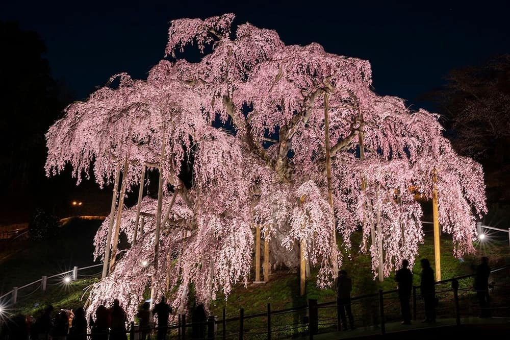 Photo of Others in Fukushima
