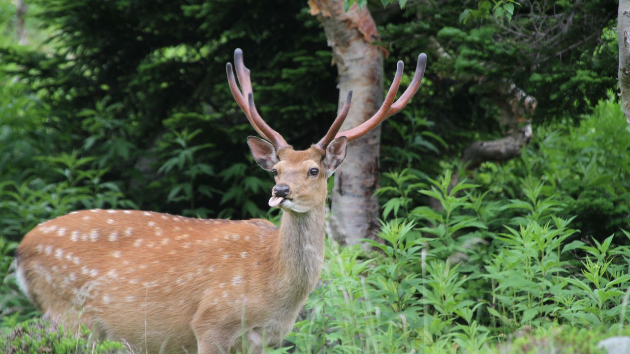 Photo of Outdoor in Nikko