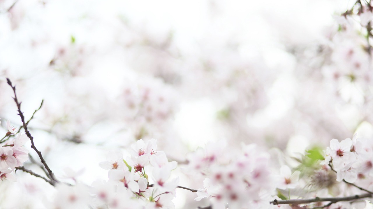 Photo of Others in Hatsukaichi