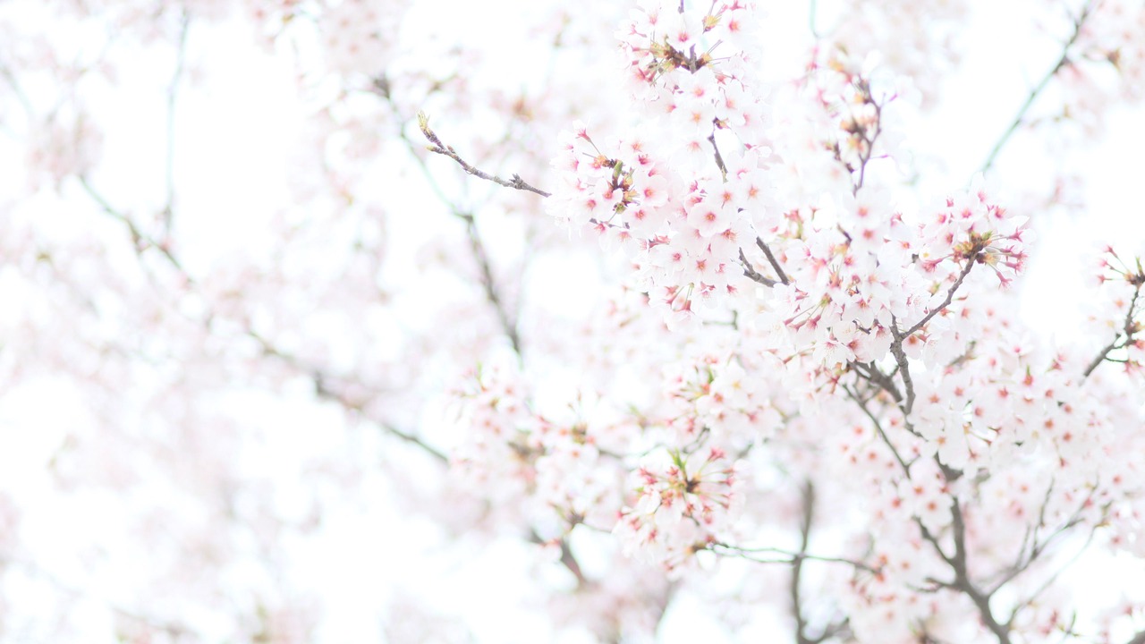 Photo of Others in Hatsukaichi