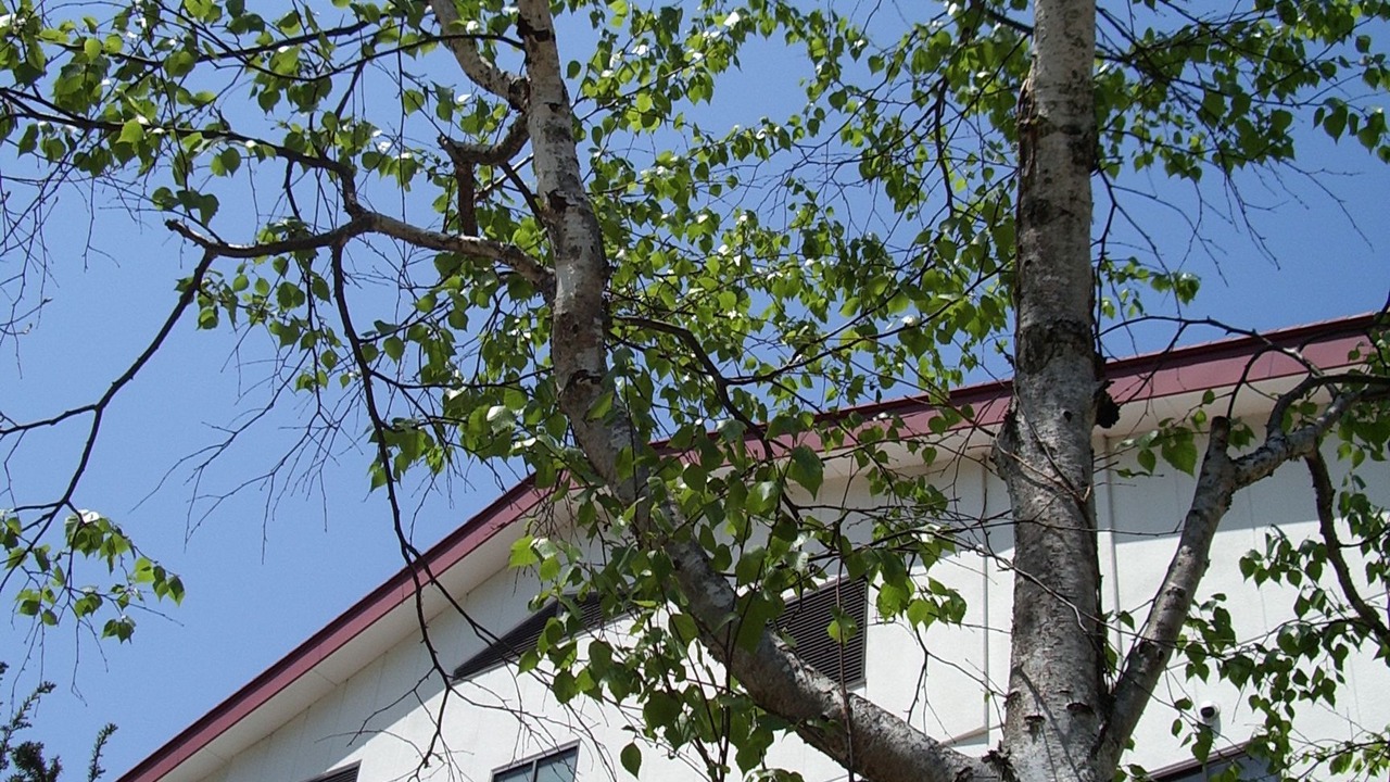 Photo of Outdoor in Iimori