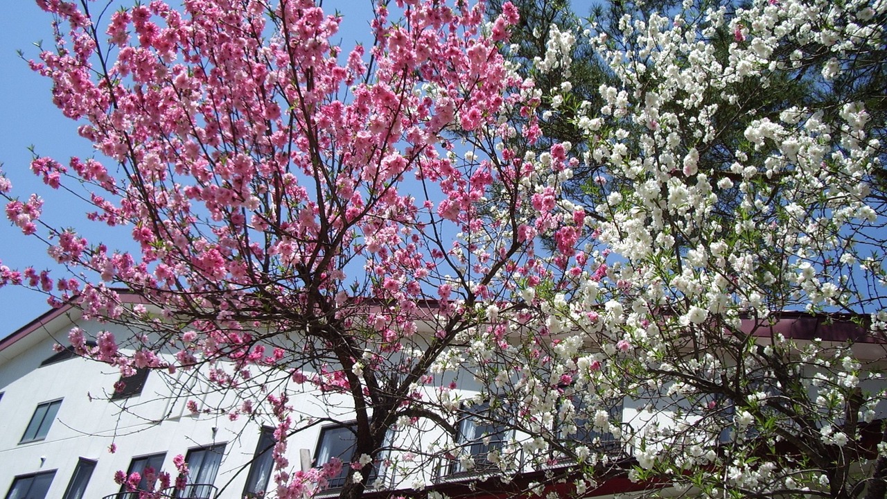 Photo of Outdoor in Iimori