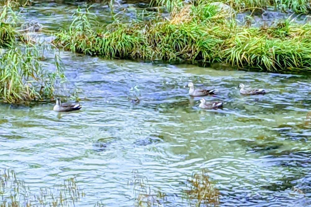 Photo of Others in Kagamino
