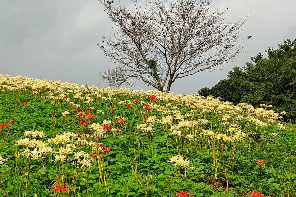 Photo of Outdoor in Omura