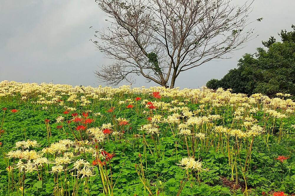 Photo of Outdoor in Omura