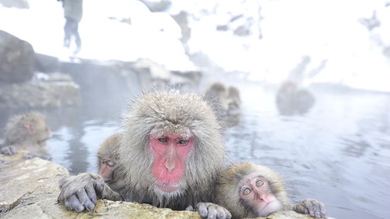 Photo of Others in Shiga Highlands