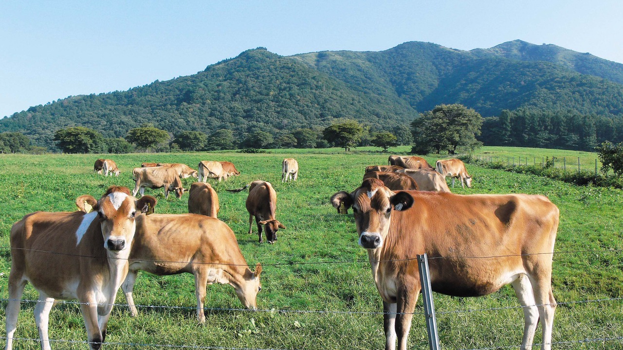 Photo of Others in Maniwa