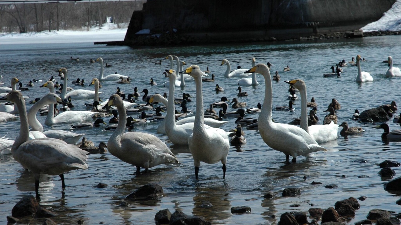 Photo of Others in Nanae