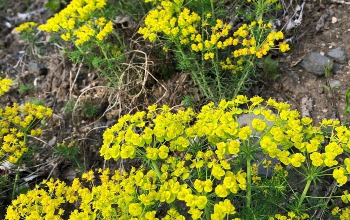 Photo of Outdoor in Tsumagoi